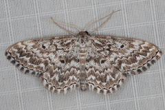 Scopula inscriptata