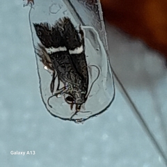 Aproaerema cinctella