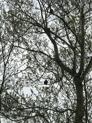 Hemiphaga novaeseelandiae