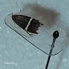 Aproaerema cinctella