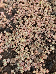 Sedum nuttallii