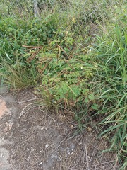 Desmanthus pernambucanus