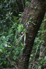 Cochlidium serrulatum