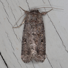 Spodoptera exigua