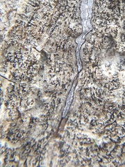 Opegrapha
