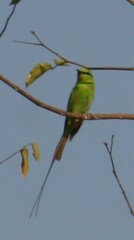 Merops viridissimus