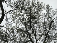 Hemiphaga novaeseelandiae