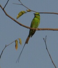 Merops viridissimus