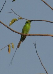 Merops viridissimus