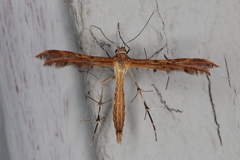 Stenodacma wahlbergi