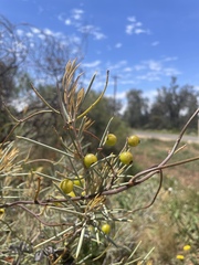 Hakea leucoptera leucoptera