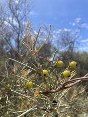 Hakea leucoptera leucoptera