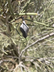 Hakea leucoptera leucoptera