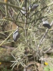 Hakea leucoptera leucoptera
