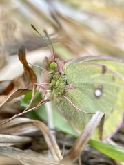 Colias poliographus