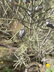 Hakea leucoptera leucoptera