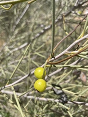 Hakea leucoptera leucoptera