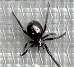 Steatoda capensis