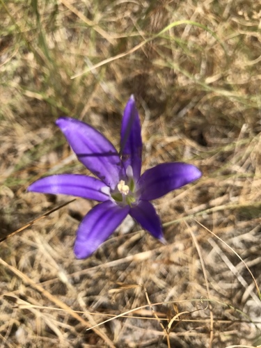 iNaturalist observation photo of harvest brodiaea