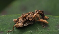 Stephanorhynchus curvipes