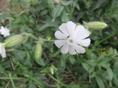Silene latifolia