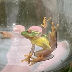 Hyperolius semidiscus