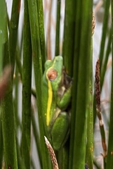 Hyperolius semidiscus