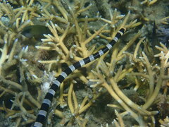 Laticauda saintgironsi