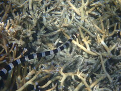 Laticauda saintgironsi