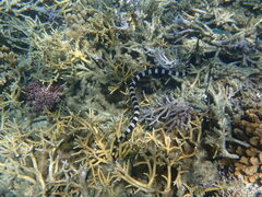 Laticauda saintgironsi