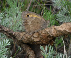 Hyponephele lupinus