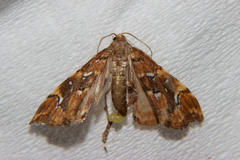 Musotima nitidalis
