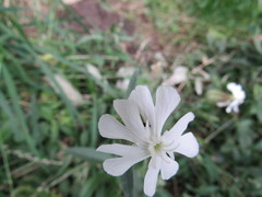 Silene latifolia