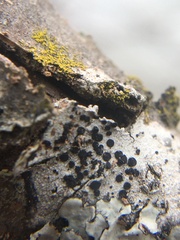 Caliciaceae