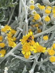 Melanerythrus mactans