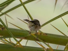 Phylloscopus canariensis