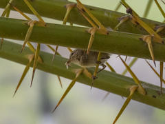 Phylloscopus canariensis