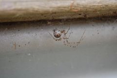Cryptachaea gigantipes
