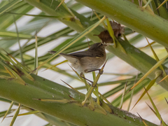 Phylloscopus canariensis
