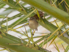 Phylloscopus canariensis