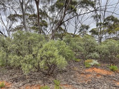 Alectryon oleifolius canescens