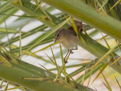 Phylloscopus canariensis