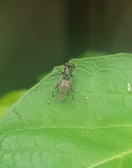 Chalcosyrphus elongatus