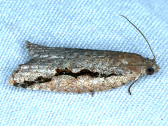Meritastis