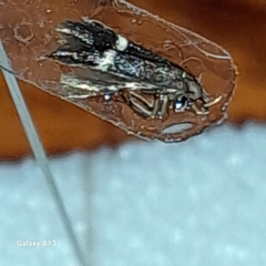 Aproaerema cinctella