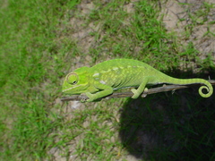 Furcifer major
