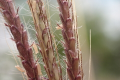 Dichanthium annulatum papillosum