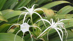 Hymenocallis littoralis