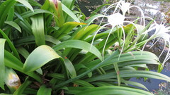 Hymenocallis littoralis