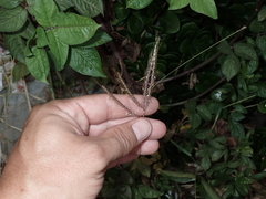 Dichanthium annulatum papillosum